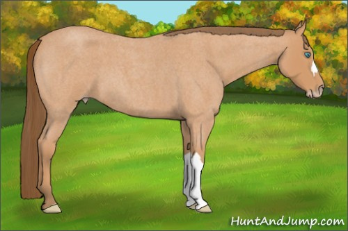 Horse Color:Gray Perlino Roan 
