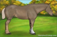 Horse Color:Chocolate Palomino 