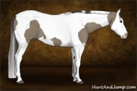 Horse Color:Smoky Grullo Splash Tobiano 