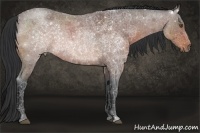 Horse Color:Bay Roan 