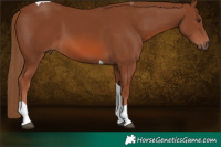 Horse Color:Chestnut Tobiano
