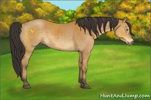 Horse Color:Buckskin 