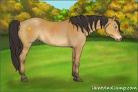 Horse Color:Buckskin 