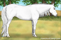 Horse Color:Gray White Spotted Buckskin 