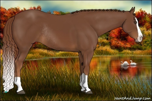 Horse Color:Chestnut Splash Rabicano 