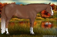 Horse Color:Chestnut Splash Rabicano 