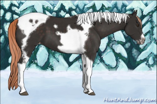 Horse Color:Liver Chestnut Tobiano Frame Appaloosa 