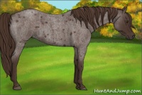 Horse Color:Liver Red Roan 
