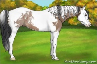 Horse Color:Bay Roan Dun Splash Tobiano 