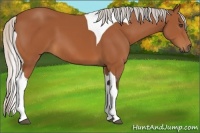 Horse Color:Silver Bay Tobiano 