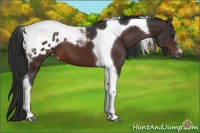 Horse Color:Brown Tobiano Appaloosa