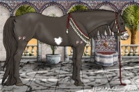 Horse Color:Smoky Black Frame 