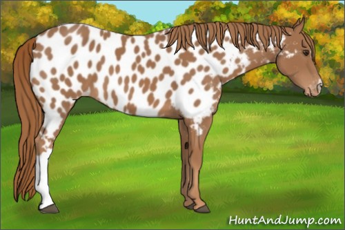 Horse Color:Chestnut Appaloosa 