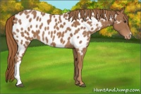 Horse Color:Chestnut Appaloosa 