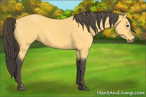 Horse Color:Buckskin