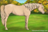 Horse Color:Gold Champagne