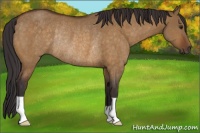 Horse Color:Buckskin Dun Rabicano 