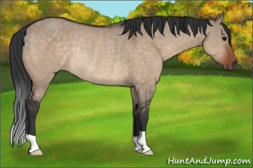 Horse Color:Brown Dun Rabicano 