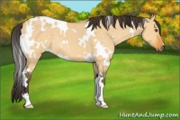Horse Color:White Spotted Buckskin Dun 