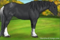 Horse Color:White Spotted Black Tobiano 