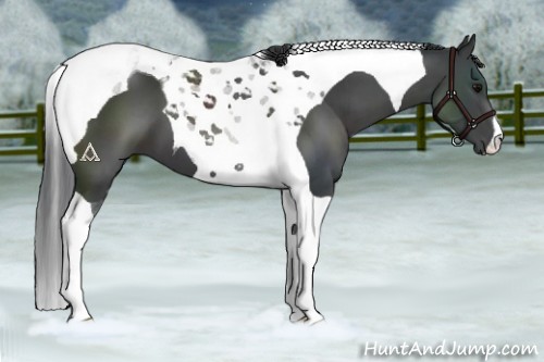 Horse Color:Black Tobiano 