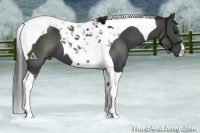 Horse Color:Black Tobiano 