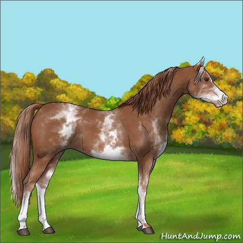 Horse Color:White Spotted Chestnut Sabino 