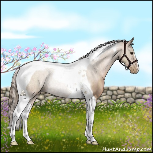 Horse Color:Black Pearl Tobiano Rabicano 