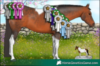 Horse Color:Brown Tobiano