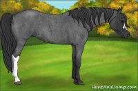 Horse Color:Blue Roan 
