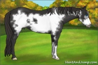Horse Color:Liver Chestnut Frame 