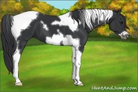 Horse Color:Black Tobiano Frame 