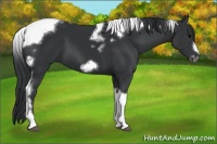 Horse Color:Black Tobiano Frame 