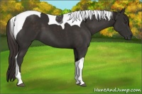 Horse Color:Liver Chestnut Tobiano 