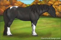 Horse Color:Liver Chestnut Tobiano 