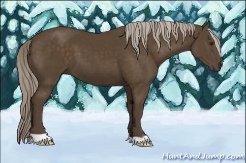 Horse Color:Chocolate Palomino 