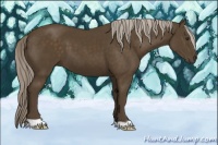 Horse Color:Chocolate Palomino 