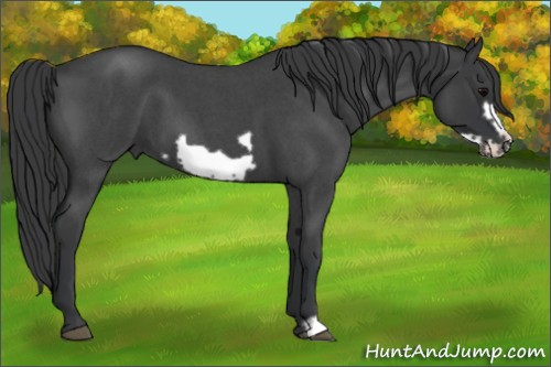 Horse Color:Blue Roan Frame 