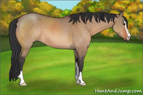 Horse Color:Brown Dun Sabino 