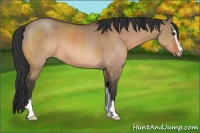Horse Color:Brown Dun Sabino