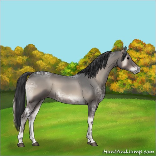 Horse Color:Blue Onyx Ice Sabino 