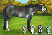 Horse Color:White Spotted Black Sabino Rabicano 