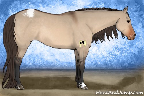 Horse Color:Brown Dun Appaloosa Rabicano