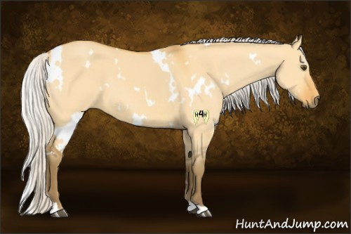 Horse Color:White Spotted Silver Buckskin Dun 