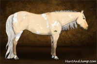 Horse Color:White Spotted Silver Buckskin Dun 