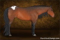 Horse Color:Bay Varnish Rabicano