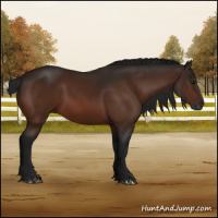 Horse Color:Gray Bay 