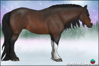 Horse Color:Gray Bay Roan 