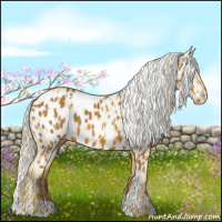 Horse Color:Palomino Appaloosa and Gray Palomino Appaloosa