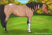 Horse Color:Bay Roan Tobiano 